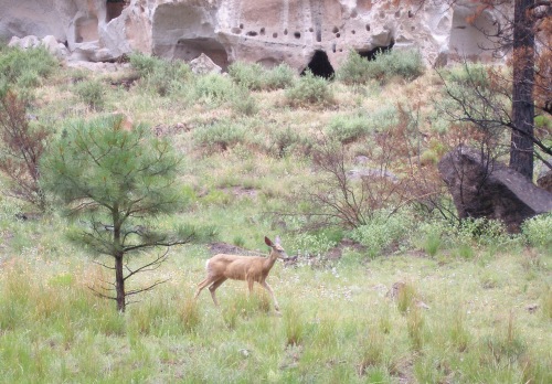 Deer running in front of Bandelier cliff dwelling ruins